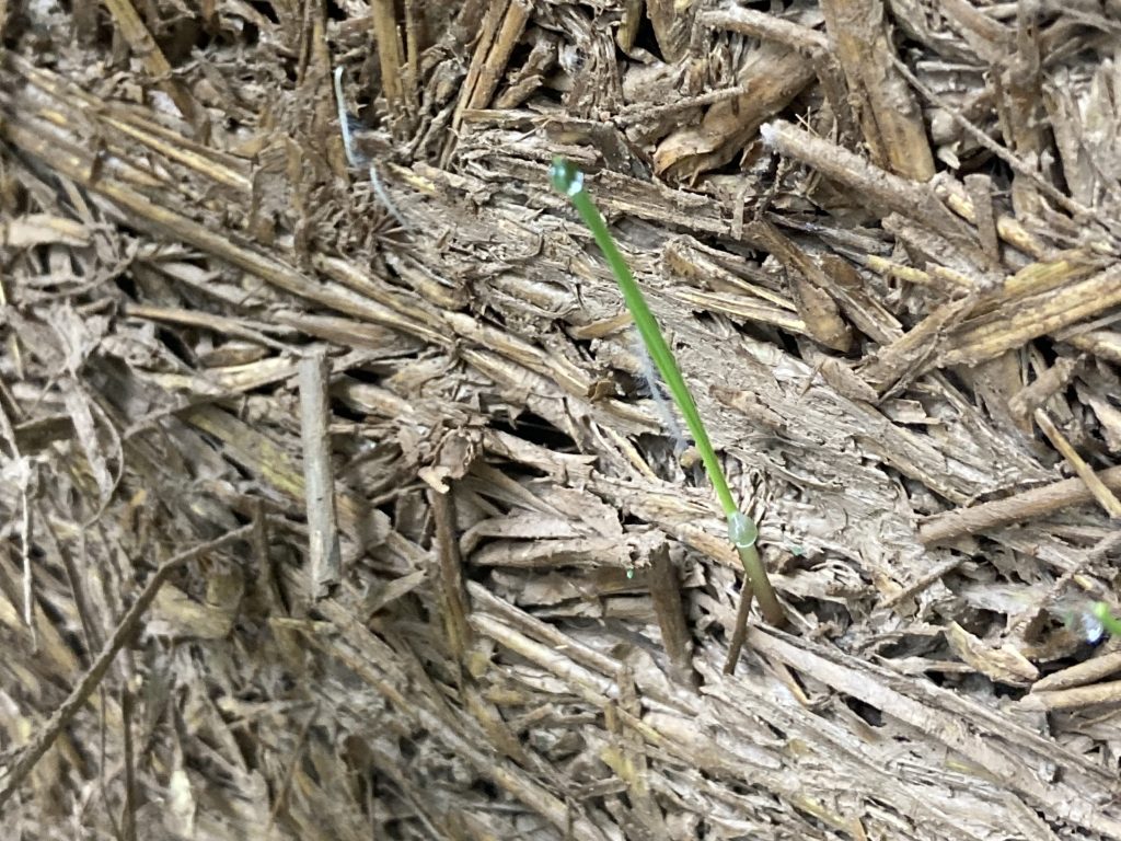 What is Light Straw-Clay?(The Best Natural Wall&nbsp;System?)